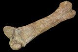 Fossil Hadrosaur (Kritosaurus) Femur - Aguja Formation, Texas #76731-1